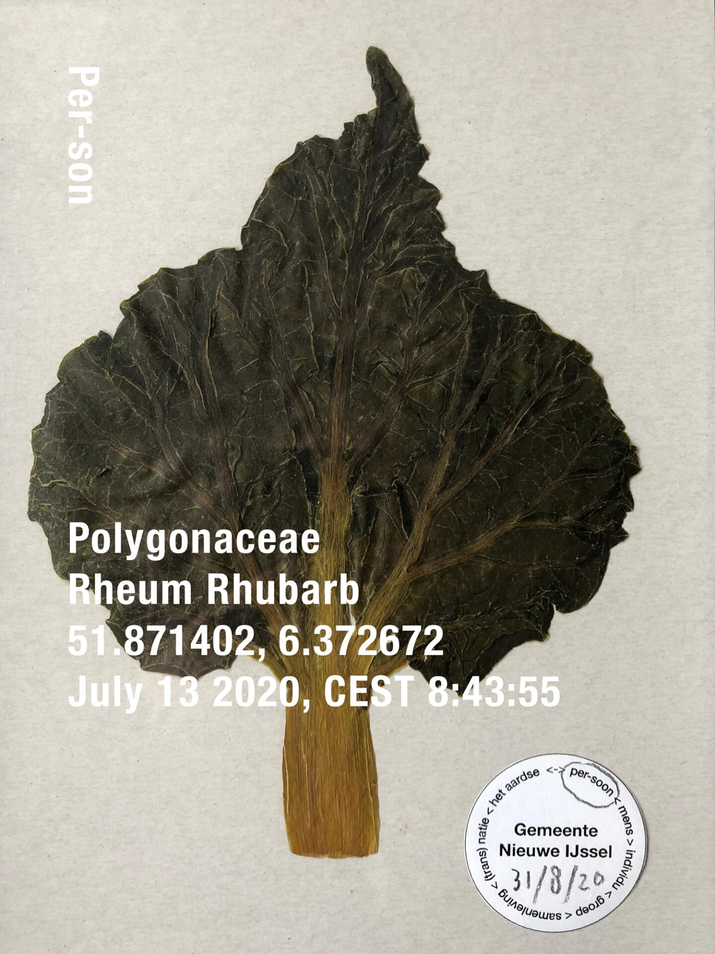Rhubarb
